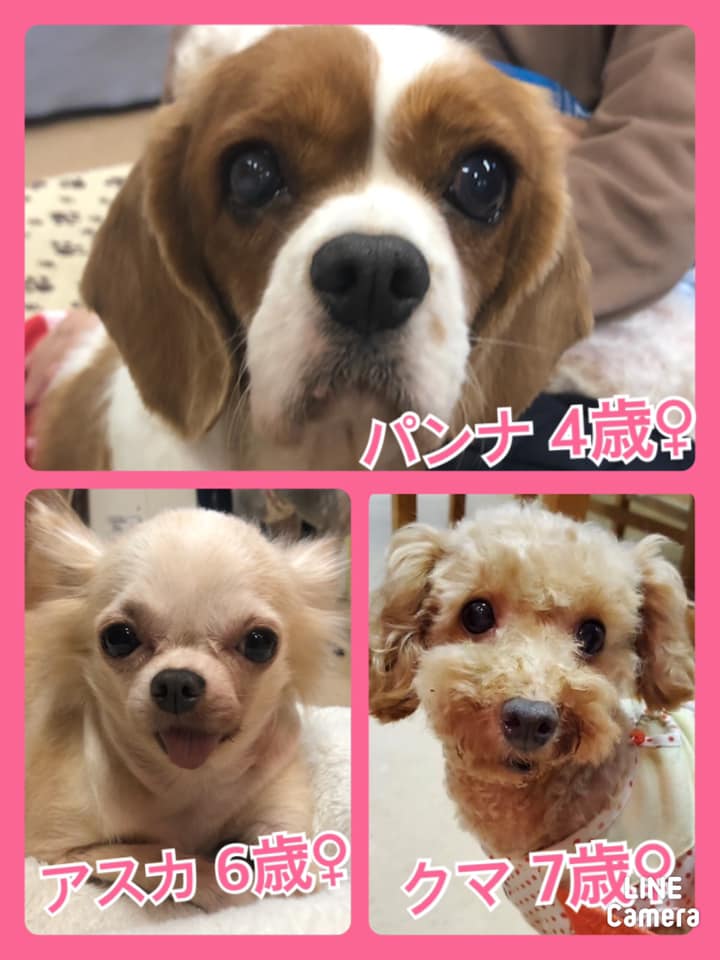 🐾今日の里親様募集中ワンコ🐶メンバーです🐾2020,10,5